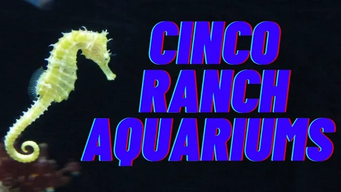 Cinco Ranch Aquariums Picture 5