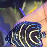 Cinco Ranch Aquariums ico