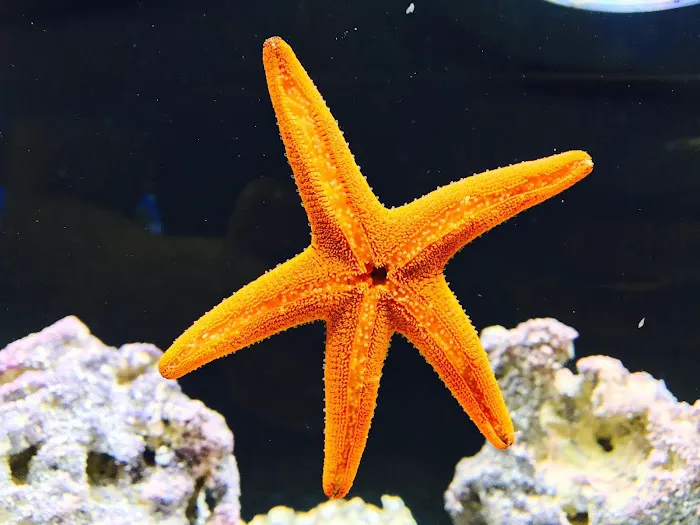 Cinco Ranch Aquariums Picture 9