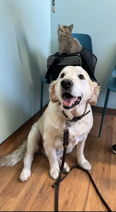 Pawsome Vet Care Picture 8
