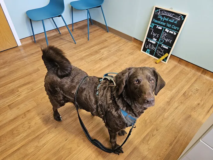 Pawsome Vet Care Picture 2