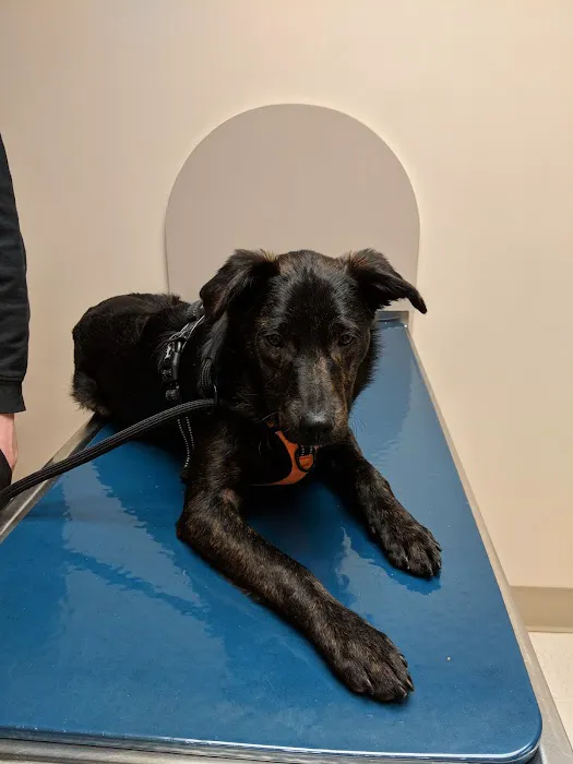 Town & Country Veterinary Associates Picture 5