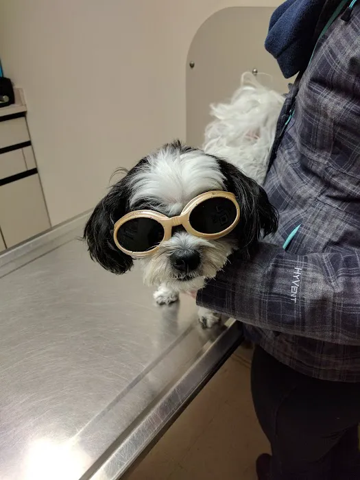 Town & Country Veterinary Associates Picture 9