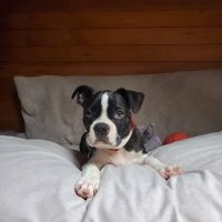 Town & Country Veterinary Associates ico
