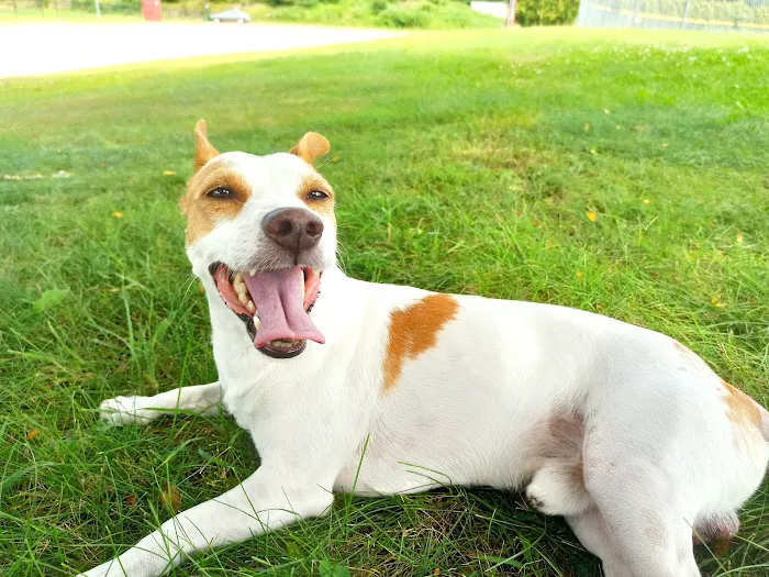 Town & Country Veterinary Associates Picture 3