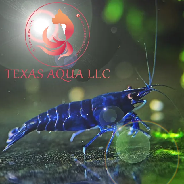Texas Aqua Picture 8