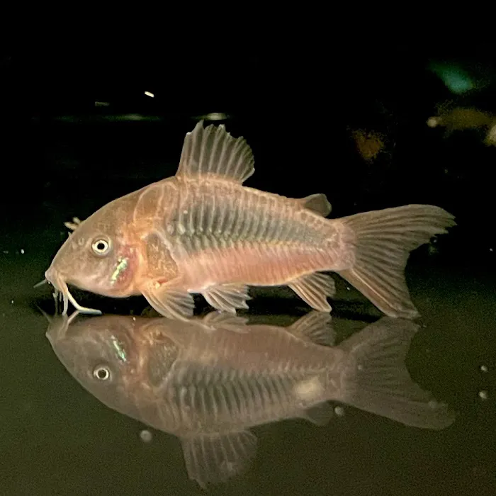 Texas Aqua Picture 4