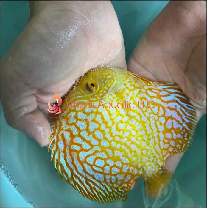 Texas Aqua Picture 3