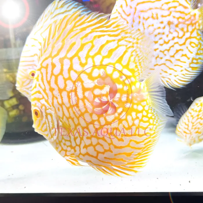 Texas Aqua Picture 7