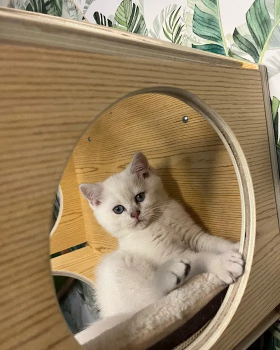 Pashas Scottish Fold And British Cattery LLC Picture 5