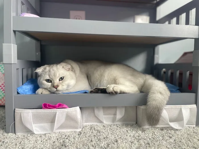 Pashas Scottish Fold And British Cattery LLC Picture 7