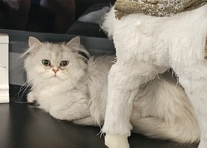 Pashas Scottish Fold And British Cattery LLC Picture 3