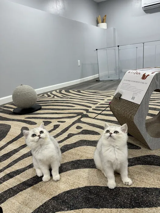 Pashas Scottish Fold And British Cattery LLC Picture 8