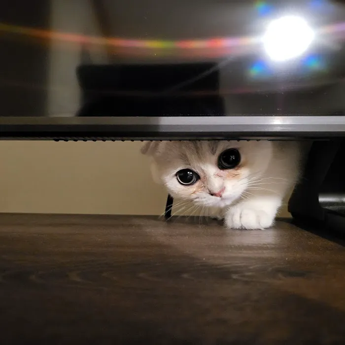 Pashas Scottish Fold And British Cattery LLC Picture 2