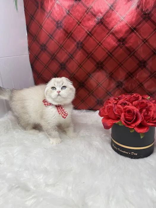 Pashas Scottish Fold And British Cattery LLC Picture 4
