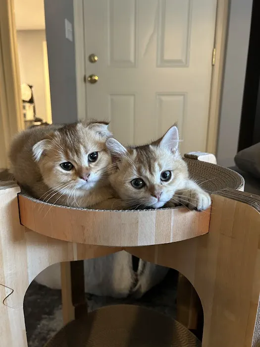Pashas Scottish Fold And British Cattery LLC Picture 10