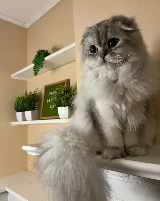 Pashas Scottish Fold And British Cattery LLC Picture 9