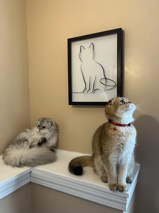 Pashas Scottish Fold And British Cattery LLC Picture 6