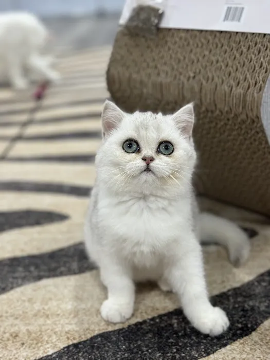 Pashas Scottish Fold And British Cattery LLC Picture 1