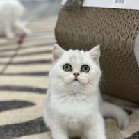 Pashas Scottish Fold And British Cattery LLC ico