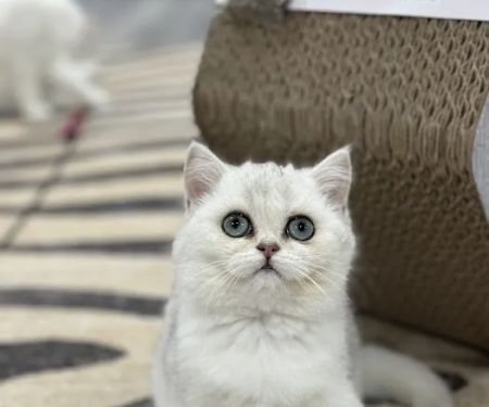 Pashas Scottish Fold And British Cattery LLC