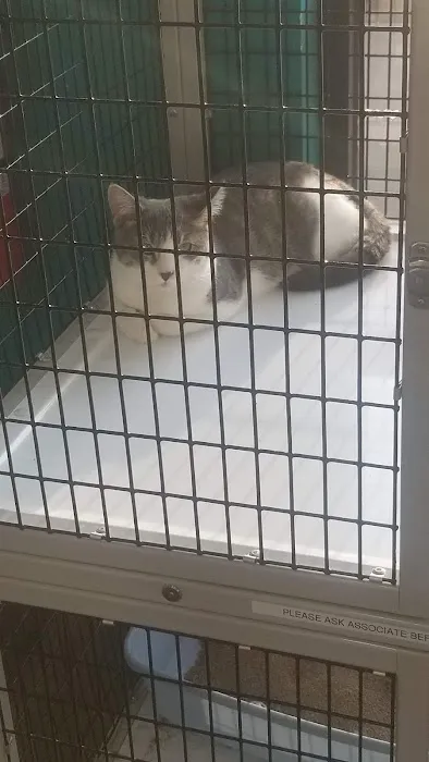 Pet Supermarket Picture 6