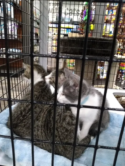 Pet Supermarket Picture 5