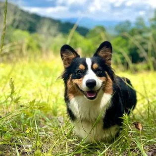 Boba Tea Corgis Picture 5