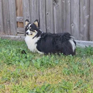 Boba Tea Corgis Picture 2