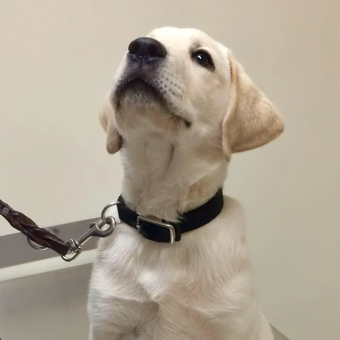Bolton Veterinary Hospital Picture 8