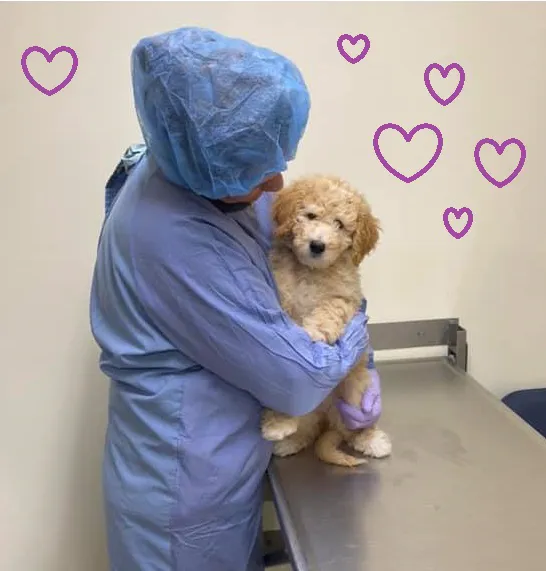 Bolton Veterinary Hospital Picture 4