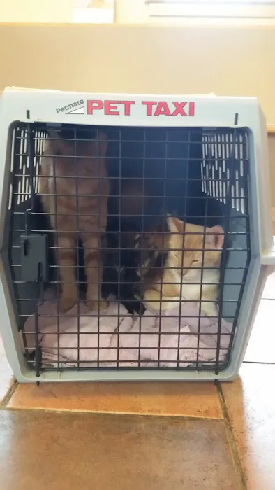 VCA Southwick Animal Hospital Picture 6