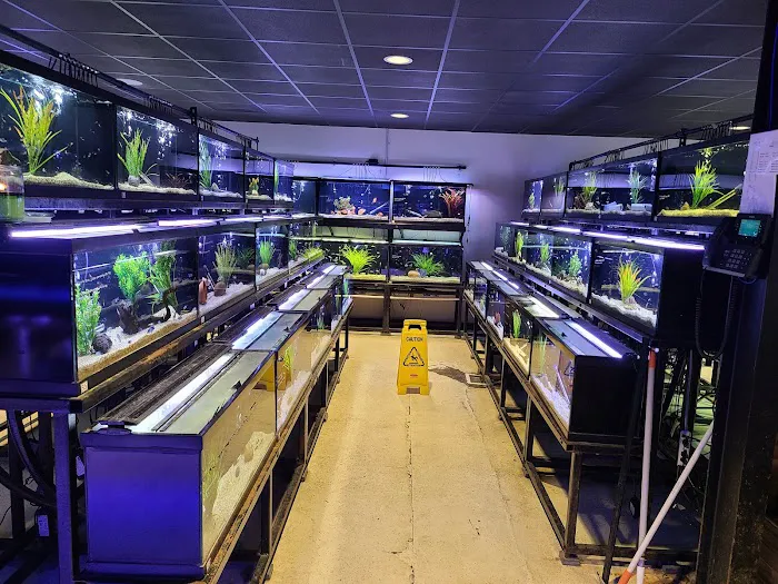 Fish Gallery | Aquarium Superstore Picture 7