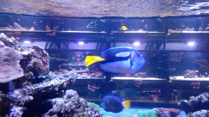 Fish Gallery | Aquarium Superstore Picture 4