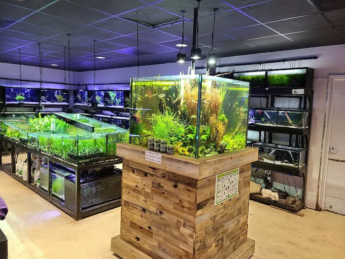 Fish Gallery | Aquarium Superstore Picture 6