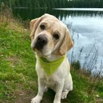 PetVet Vaccination Clinic