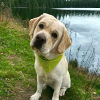 PetVet Vaccination Clinic ico