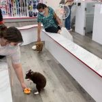 Pet Fair