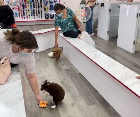 Pet Fair