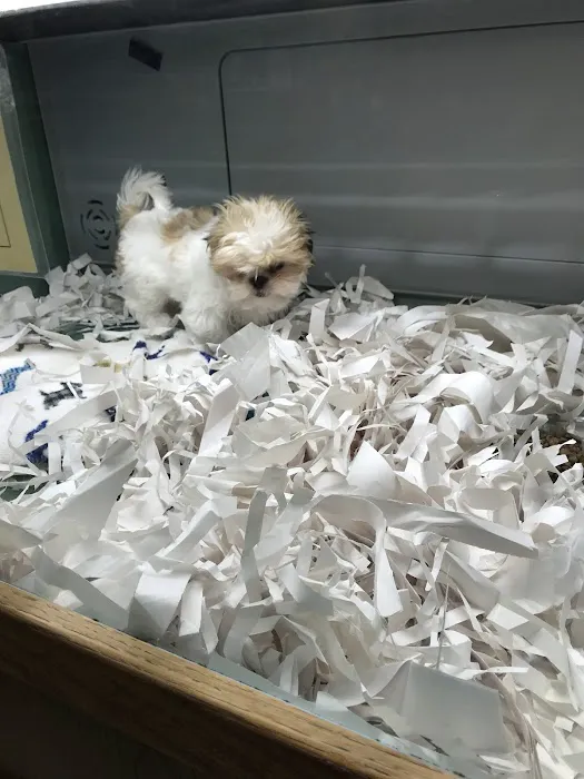 Pet Fair Picture 5