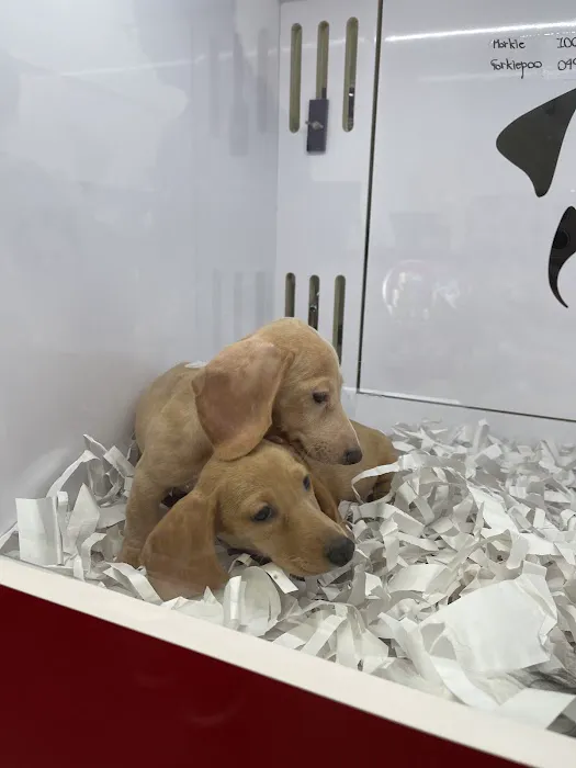Pet Fair Picture 7