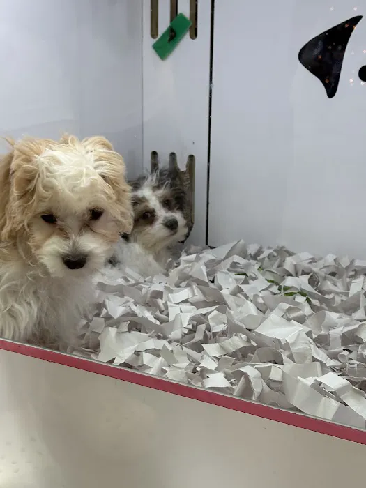 Pet Fair Picture 6