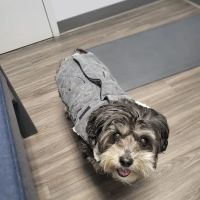 Feeding Hills Veterinary Clinic ico