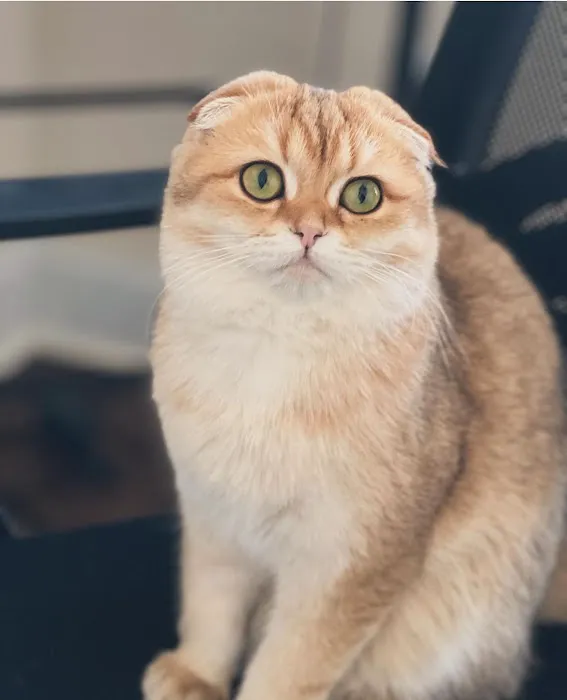 Roses Scottish Fold Cattery & Luxury Cats Picture 10