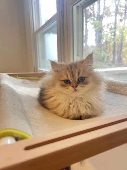 Roses Scottish Fold Cattery & Luxury Cats Picture 3