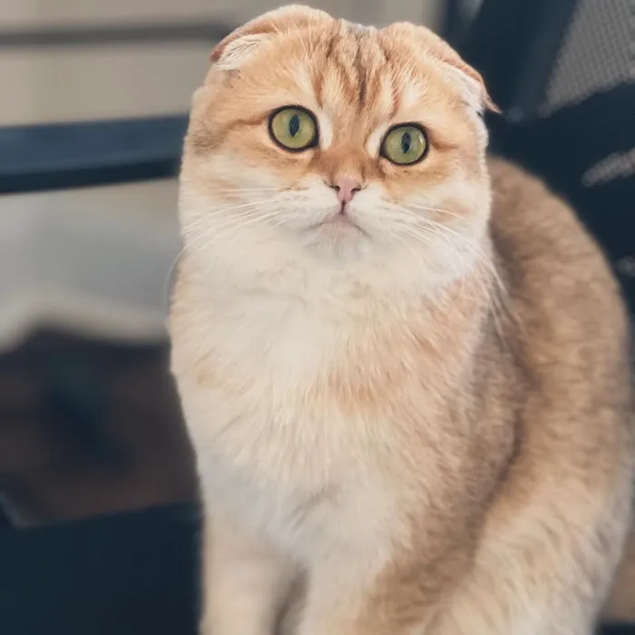 Roses Scottish Fold Cattery & Luxury Cats Picture 5