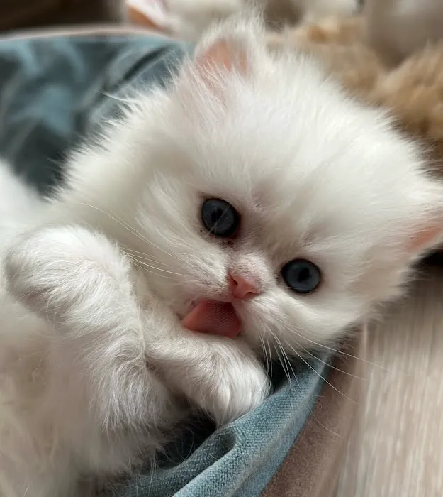 Roses Scottish Fold Cattery & Luxury Cats Picture 9