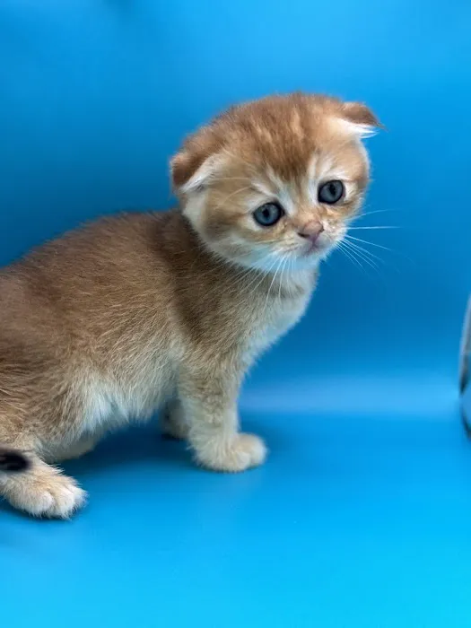 Roses Scottish Fold Cattery & Luxury Cats Picture 2