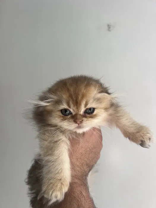 Roses Scottish Fold Cattery & Luxury Cats Picture 1