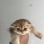 Roses Scottish Fold Cattery & Luxury Cats